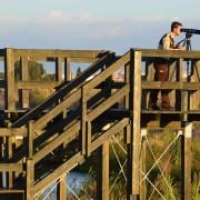 Reparen les torres de fusta sobre el riu Millars per a l’observació d’aus
