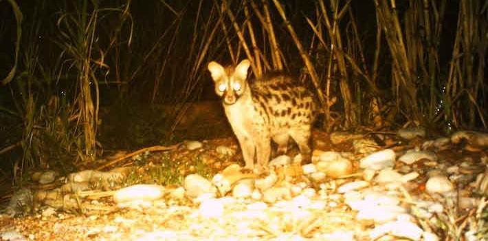 EDC Natura-Fundació Omacha prepara una guia sobre la fauna del Paisatge protegit de la desembocadura del Millars
