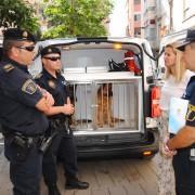 La Unitat Canina de la Policia Local ha sigut premiada amb la Distinció Nacional a les bones pràctiques