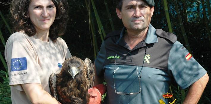 La Guàrdia Civil recupera un àguila real en perill d’extinció a Vila-real
