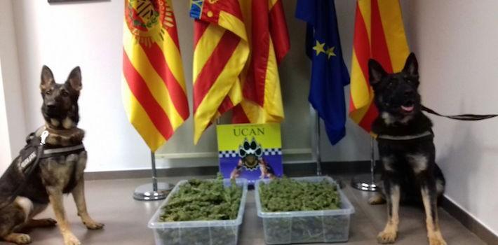 La UCAN de Vila-real rep la distinció nacional a les bones pràctiques de les unitats canines policials