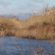 El segon capítol de la sèrie del Paisatge Protegit de la Desembocadura analitza els 14 km d’espai fluvial preservat
