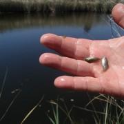 Es comprova que els 200 fartets alliberats en febrer a la Desembocadura del Millars ajuden a combatre mosquits