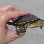 El Consorci riu Millars finalitza amb èxit la campanya de control de tortuges d’aigua dolça