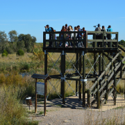El primers turistes ornitològics familiars de la tardor descendeixen en la Desembocadura del Millars