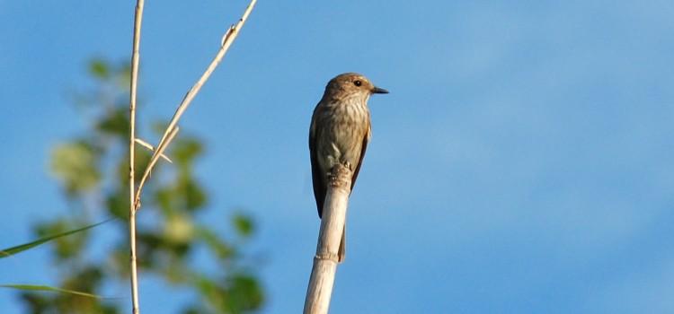 Milers d’aus en migració trien la desembocadura del Millars per a descansar durant la darrera tardor