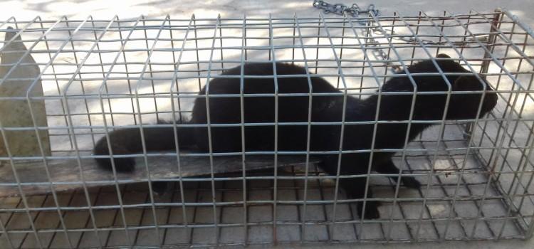 El Consorci del Paisatge Protegit de la Desembocadura del riu Millars captura el primer visó americà