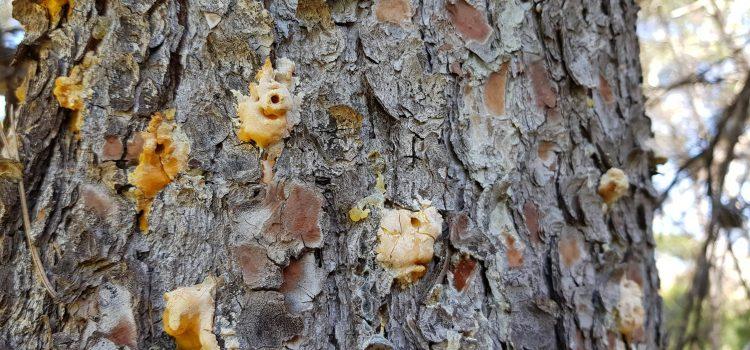 El Consorci gestor de la Desembocadura el riu Millars eliminarà els pins afectats per la plaga del Tomicus destruens 