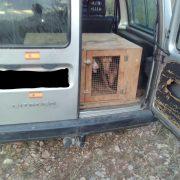 Els guardes de la Desembocadura del Millars sorprenen a un caçador amb una escopeta i acompanyat de tres gossos