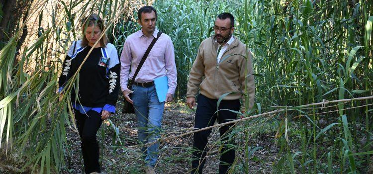 Vila-real neteja les canyes del Molí Paquero per a protegir la biodiversitat i crear tallafocs en l’àrea de l’AP-7