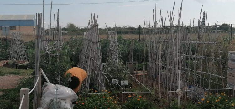 Alarmes al món rural de Vila-real per construccions il·legals en finques agrícoles