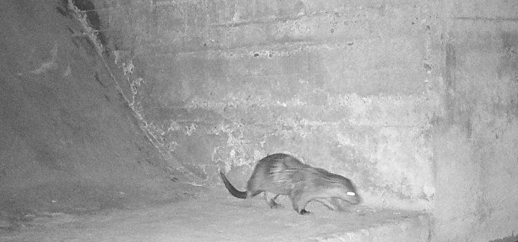 Demostrada la presència de dues llúdries a l’espai fluvial de la Desembocadura del Millars per primera vegada