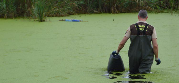 El Consorci riu Millars fa un seguiment de les tortugues autòctones i retira les exòtiques