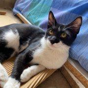 Vila-real ofereix formació a les persones que donen de menjar als gats de carrer