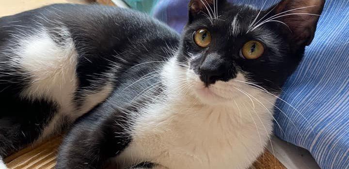 Vila-real ofereix formació a les persones que donen de menjar als gats de carrer