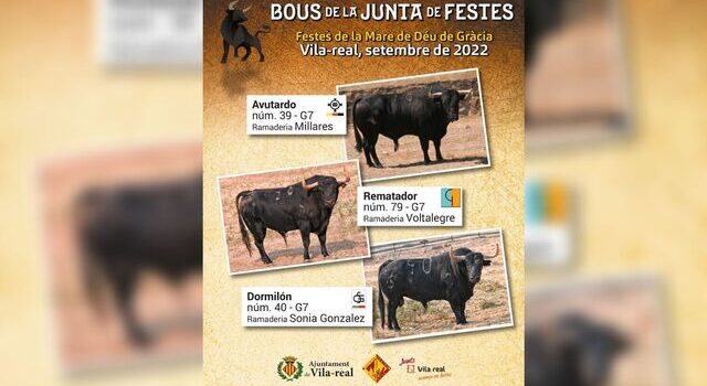 La Comissió del Bou i l’Ajuntament ja tenen els bous per a les festes de la Mare de Déu