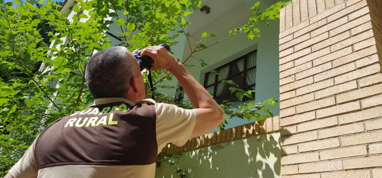 El Consorci del Millars finalitza el cens d’avions comuns del molí del Termet