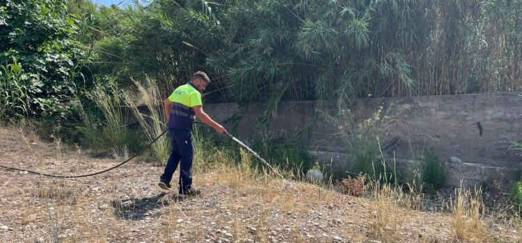 El Consorci gestor del Paisatge Protegit de la Desembocadura del riu Millars reforça el reg de 150 plançons per a garantir la supervivència