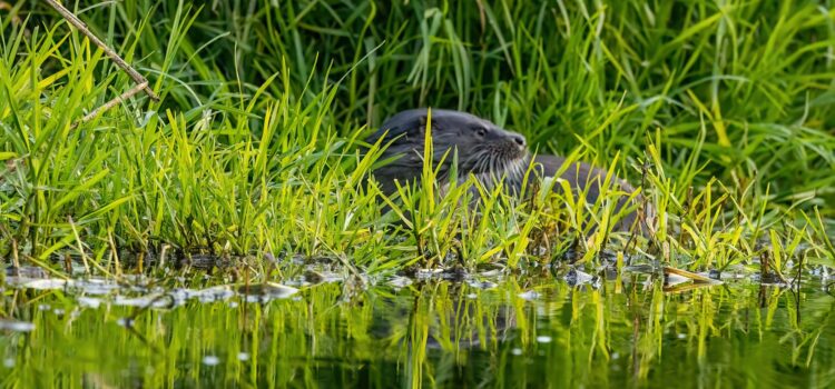 El Consorci del Millars confirma la presència constant de llúdries des de 2015