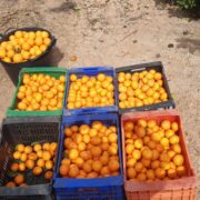 La col·laboració ciutadana evita un furt de taronges a Vila-real