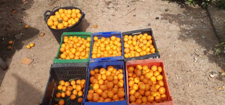 La col·laboració ciutadana evita un furt de taronges a Vila-real