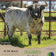 Dos nous exemplars se sumen a l’emoció dels bous al carrer del 10 de maig