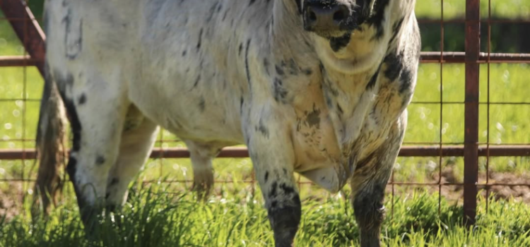 Dos nous exemplars se sumen a l’emoció dels bous al carrer del 10 de maig