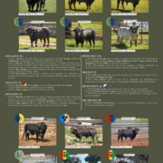 Els bous protagonitzen les Festes de Sant Pasqual del 10 al 18 de maig