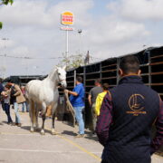 Vila-real es prepara per a rebre el II Concurs de Cavalls de Pura Raça Espanyola