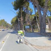 Vila-real intensifica els tractaments contra els mosquits amb l’arribada del bon temps