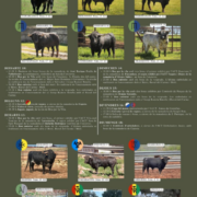 Demà els protagonistes son els bous amb entrada, desencaixonada i embolades