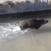 El Consorci Riu Millars unifica esforços per combatir la sobrepoblació de senglars amb ajudes autonòmiques