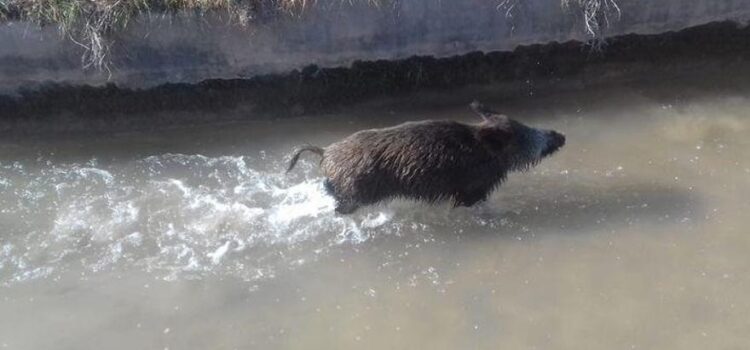 El Consorci Riu Millars unifica esforços per combatir la sobrepoblació de senglars amb ajudes autonòmiques