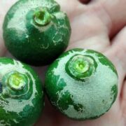 Vila-real lidera la lluita contra la plaga del Scirtothrips aurantii amb un acord pioner de vigilància agrícola