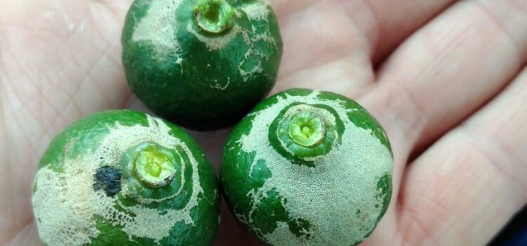 Vila-real lidera la lluita contra la plaga del Scirtothrips aurantii amb un acord pioner de vigilància agrícola