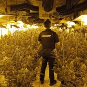 Desmantellen una plantació de marihuana ‘indoor’ i detenen un home de 28 anys