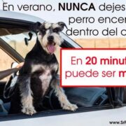 La Policia alerta del perill de deixar animals dins del cotxe amb altes temperatures