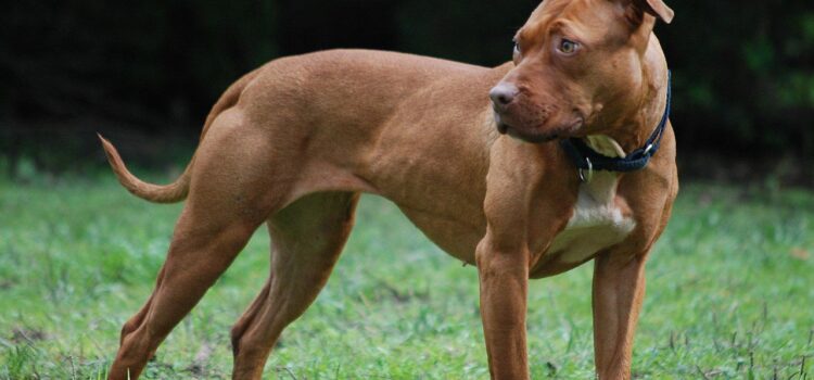 Denunciat un propietari per portar un gos potencialment perillós solt a la zona de l’Ermita