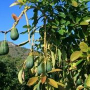 La Comunitat de Regants impulsa una finca experimental d’alvocaters