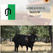 Dulcito, el primer bou anunciat per a les festes de la Mare de Déu de Gràcia 2025