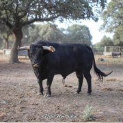 Presentació dels bous per a les festes de la Mare de Déu de Gràcia