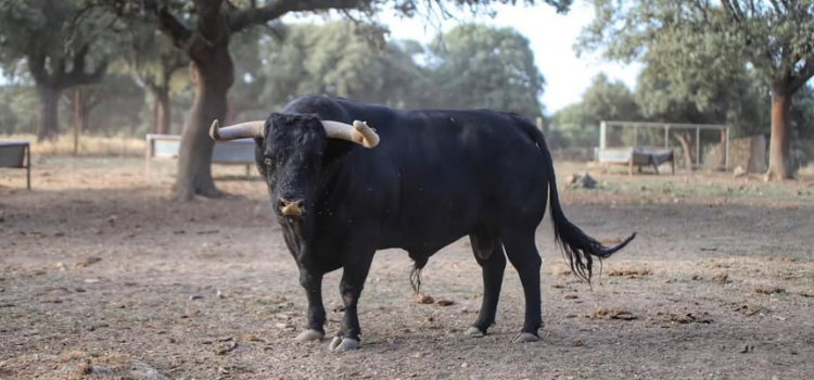 Presentació dels bous per a les festes de la Mare de Déu de Gràcia