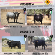 Vila-real presenta els quatre bous que protagonitzaran les festes de setembre