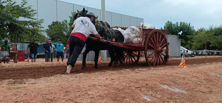 Tradició i força es donen cita a Vila-real en una nova edició del concurs de tir i arrossegament
