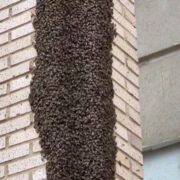 La Policia Local demana no molestar els eixams d’abelles i avisar al 112