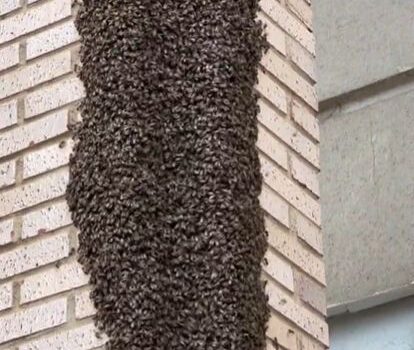 La Policia Local demana no molestar els eixams d’abelles i avisar al 112