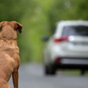 L’estiu i l’abandó animal: un problema que no pot passar desapercebut