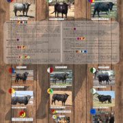 Vila-real desvetla el cartell complet del Bou al Carrer 2025