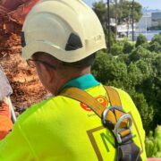 Vila-real protegeix del morrut roig més de 300 palmeres de la ciutat