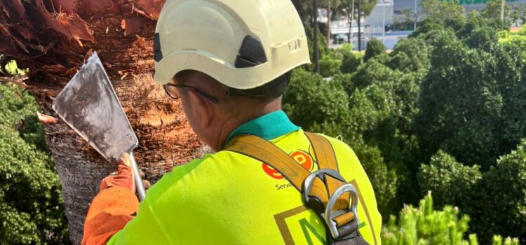 Vila-real protegeix del morrut roig més de 300 palmeres de la ciutat